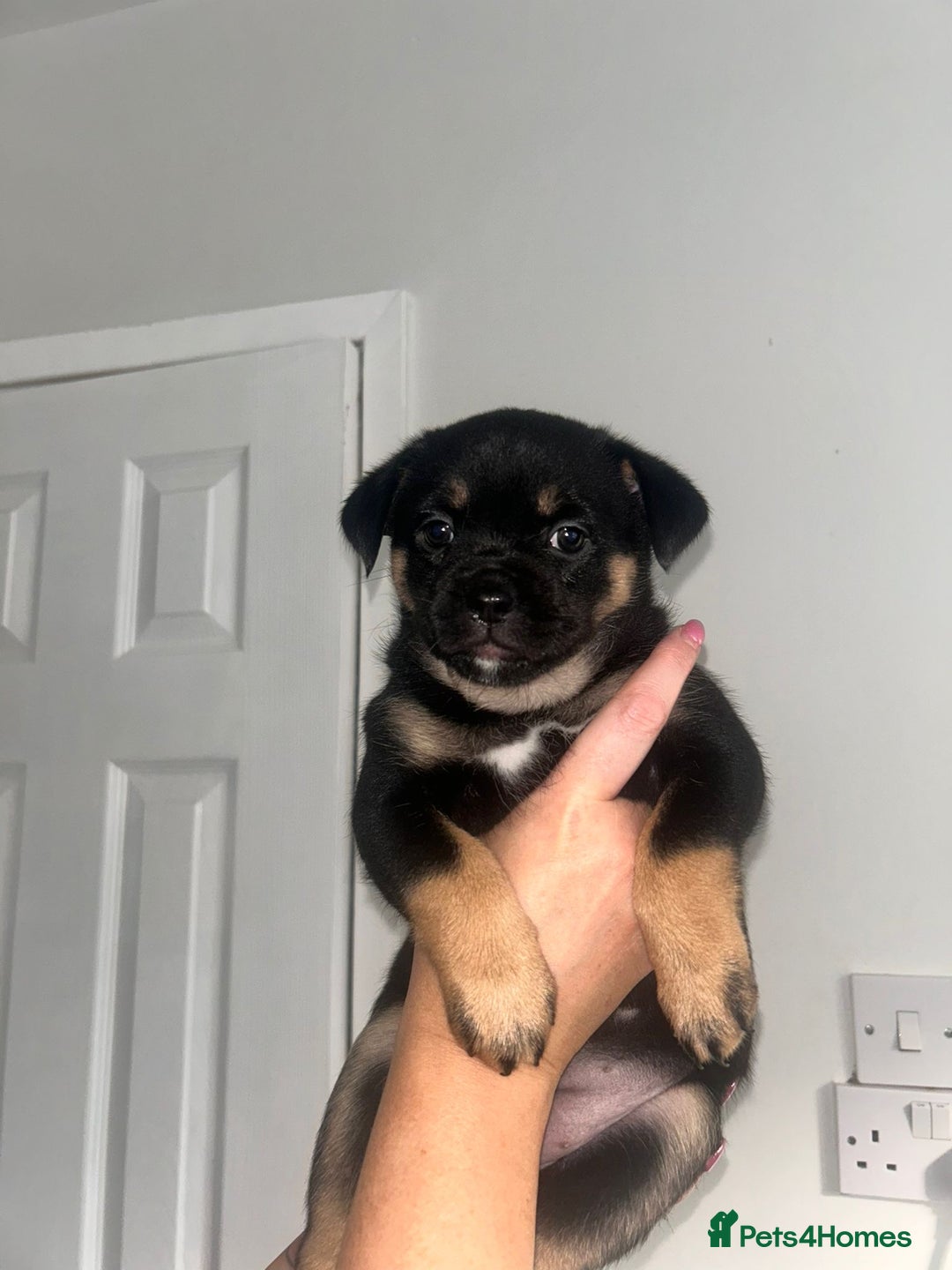 Mixed Breed dogs for sale: French pomerdogs  - Image 8