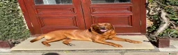Labrador Retriever dogs for sale: Dark Fox Red Girl Ready Now - Advert 8