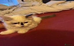 Ragdoll cats for sale: Ragdoll kittens 10 weeks old ready to go - Image 4