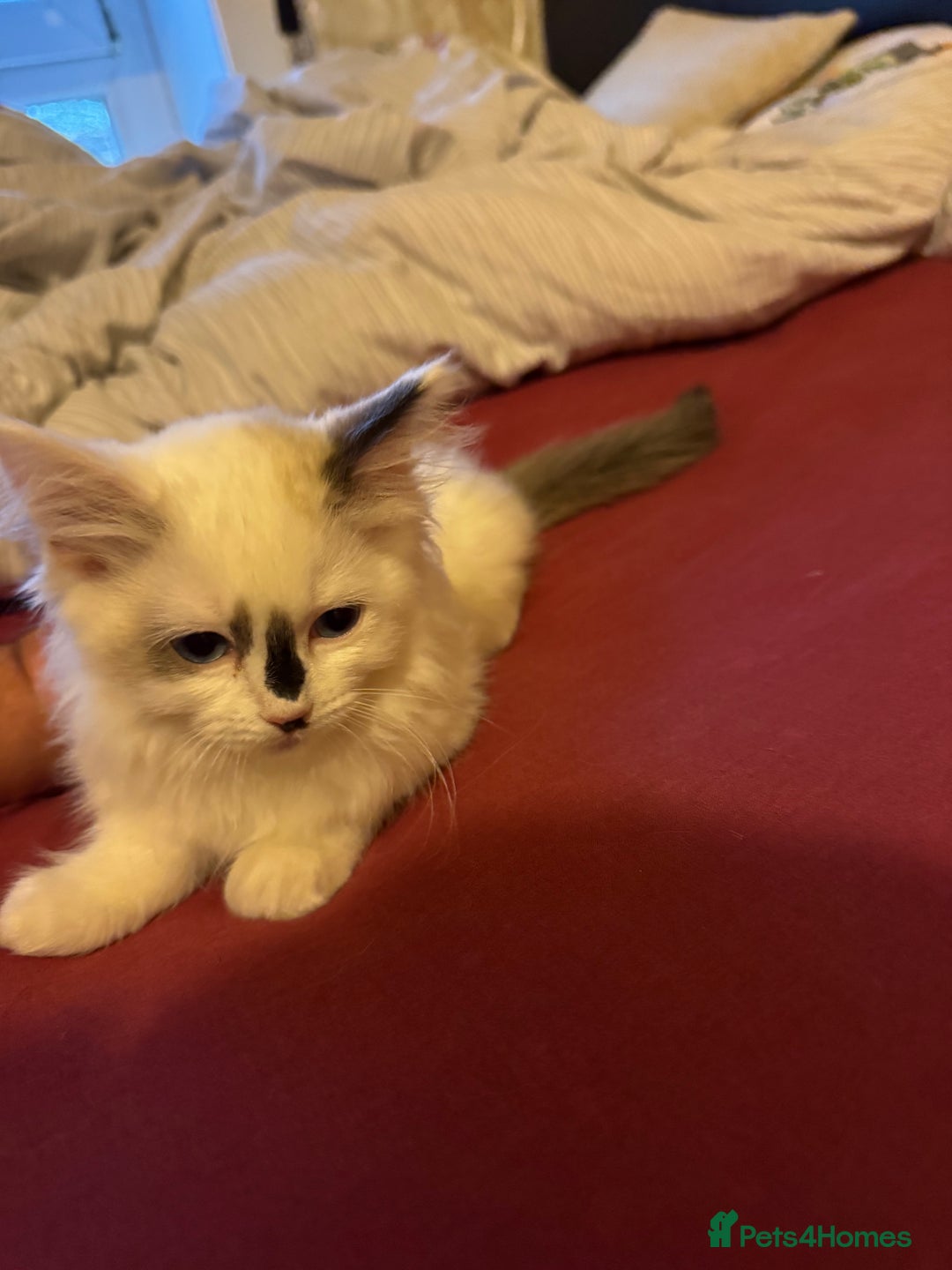 Ragdoll cats for sale: Ragdoll kittens 10 weeks old ready to go - Image 4