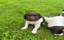 English Springer Spaniel dogs for sale: Springer Spaniel Puppies  - Image 34