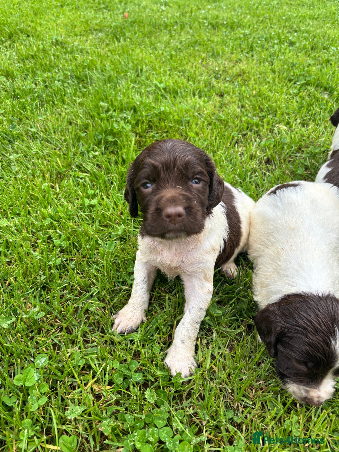 English Springer Spaniel dogs for sale: Springer Spaniel Puppies  - Image 34