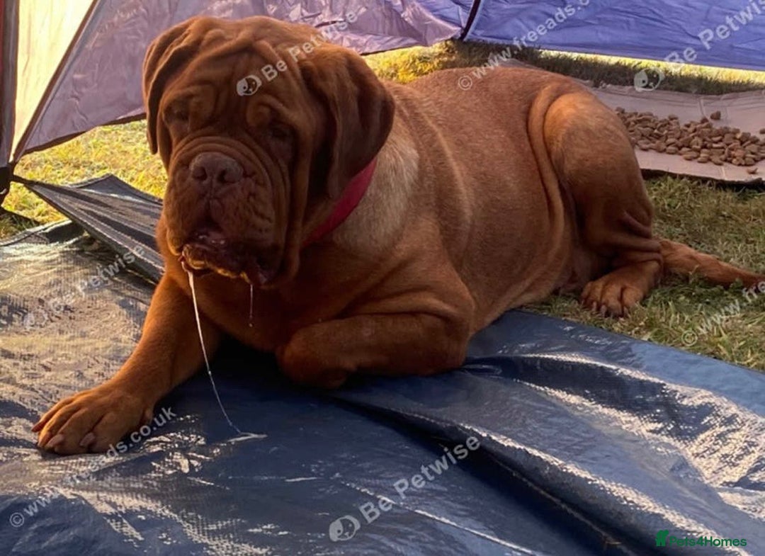 Dogue De Bordeaux dogs for sale: Dogue de Bordeaux puppy’s ready now  - Image 2