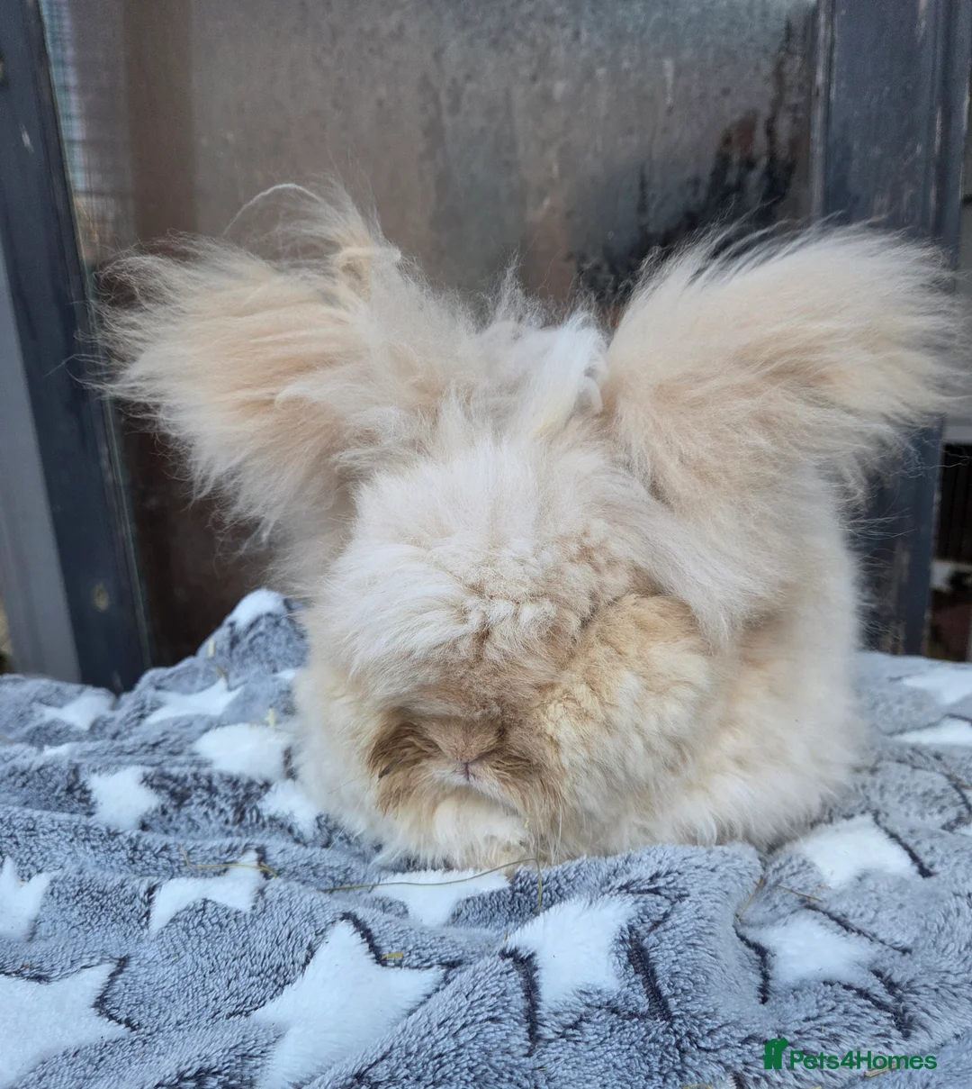 Angora rabbits for sale: Angora boy  - Advert 1