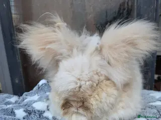 Angora rabbits Angora boy - Advert 1