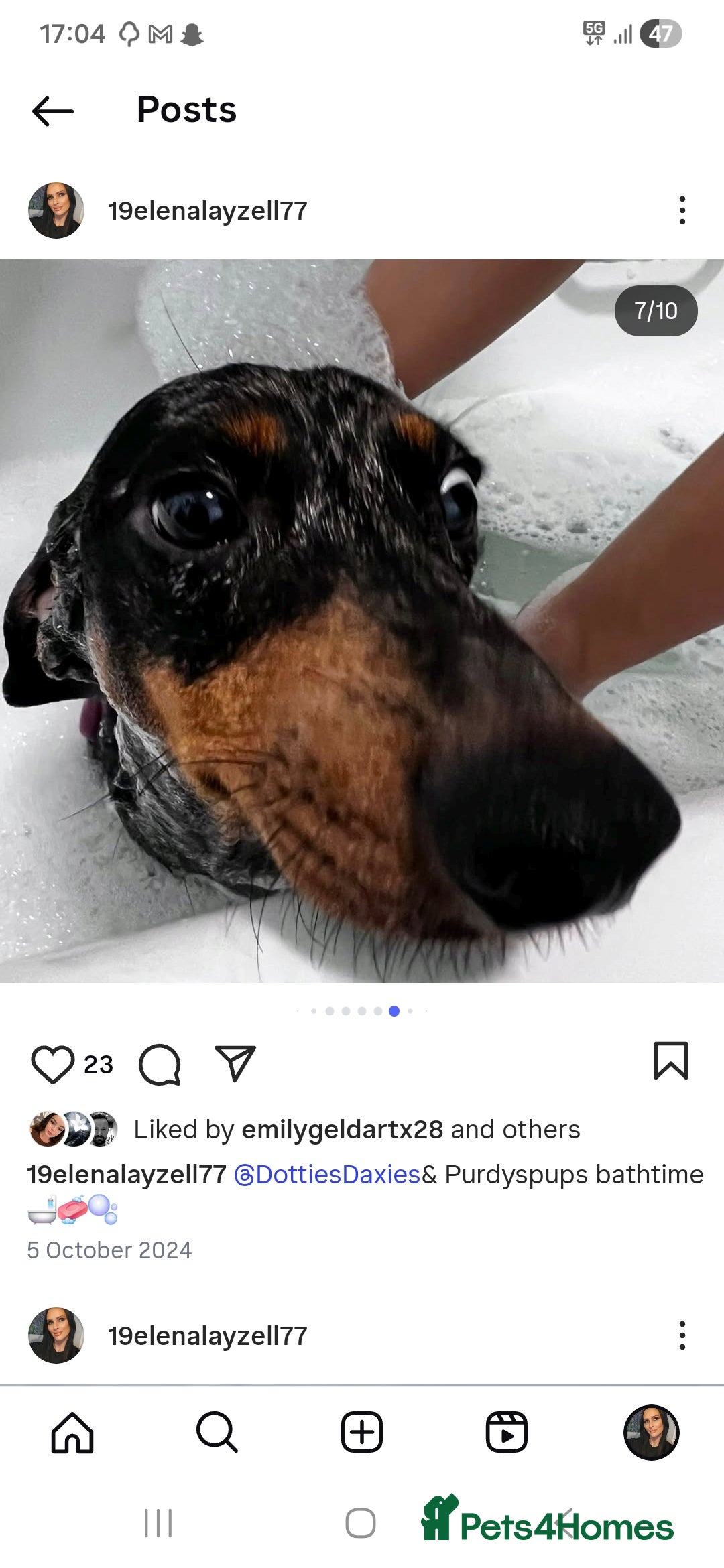 Dachshund dogs for sale: Standard dapple Dachsund  - Advert 8