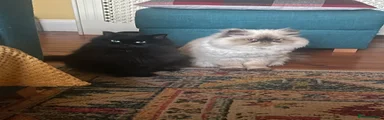 Persian 2