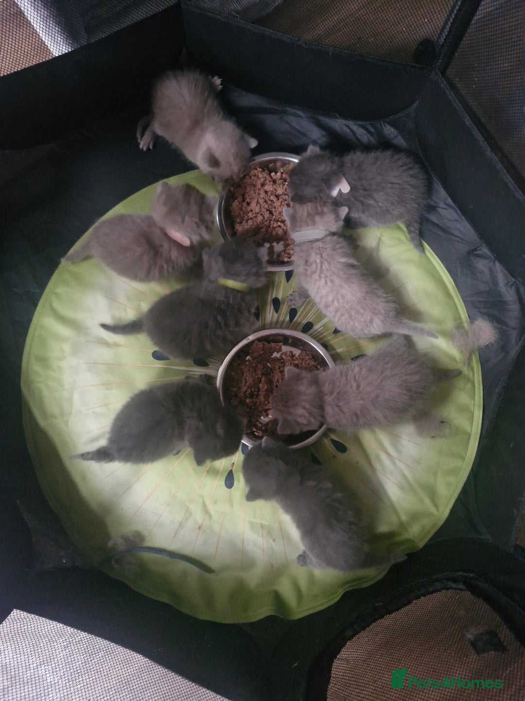British Shorthair cats for sale: British shorthair and longhair  - Image 9