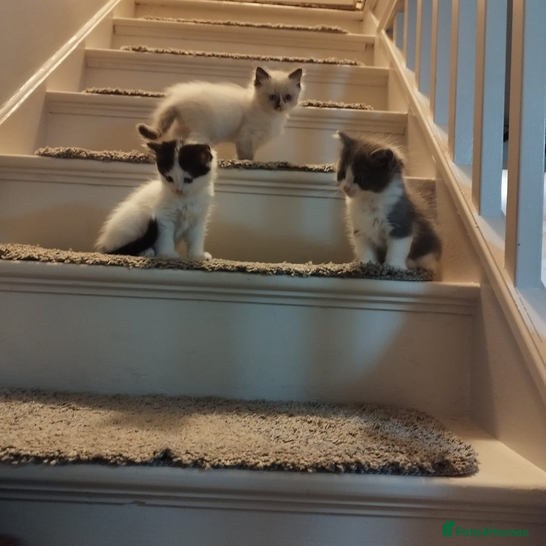 Ragdoll cats for sale: 5 ADORABLE RAGDOLL X KITTENS FOR SALE - Image 5