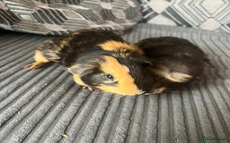 Guinea Pig rodents for sale: 2 male guinea pigs  - Image 3