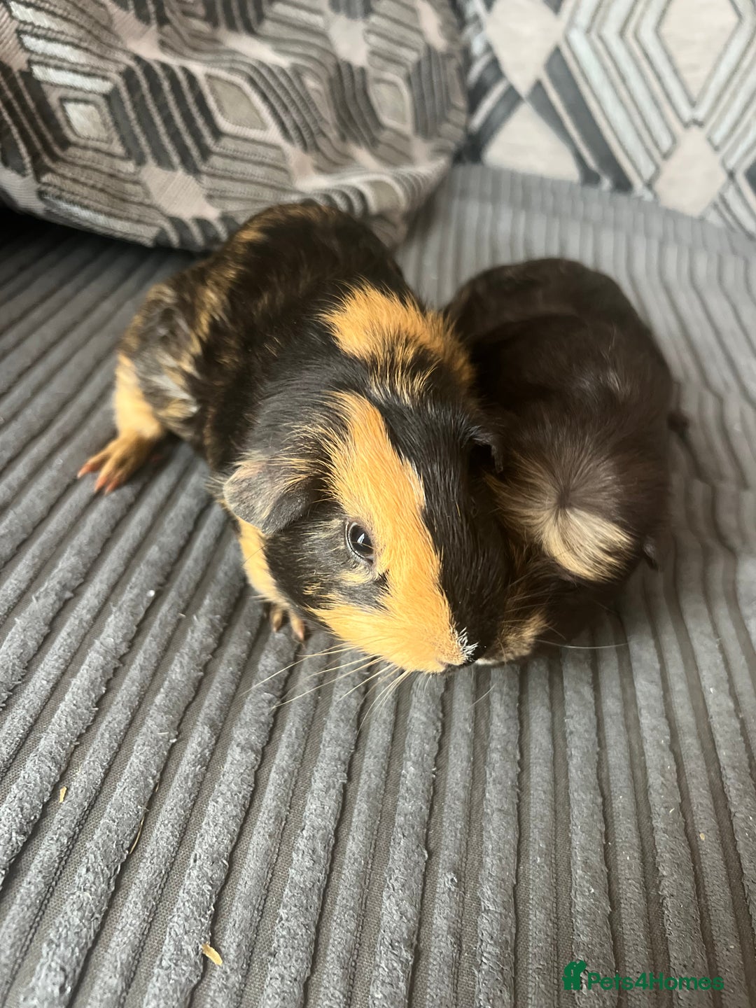 Guinea Pig rodents for sale: 2 male guinea pigs  - Image 3