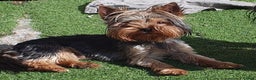 Yorkshire Terrier dogs for sale: Yorkshire terrier puppies 2 girls  - Advert 16