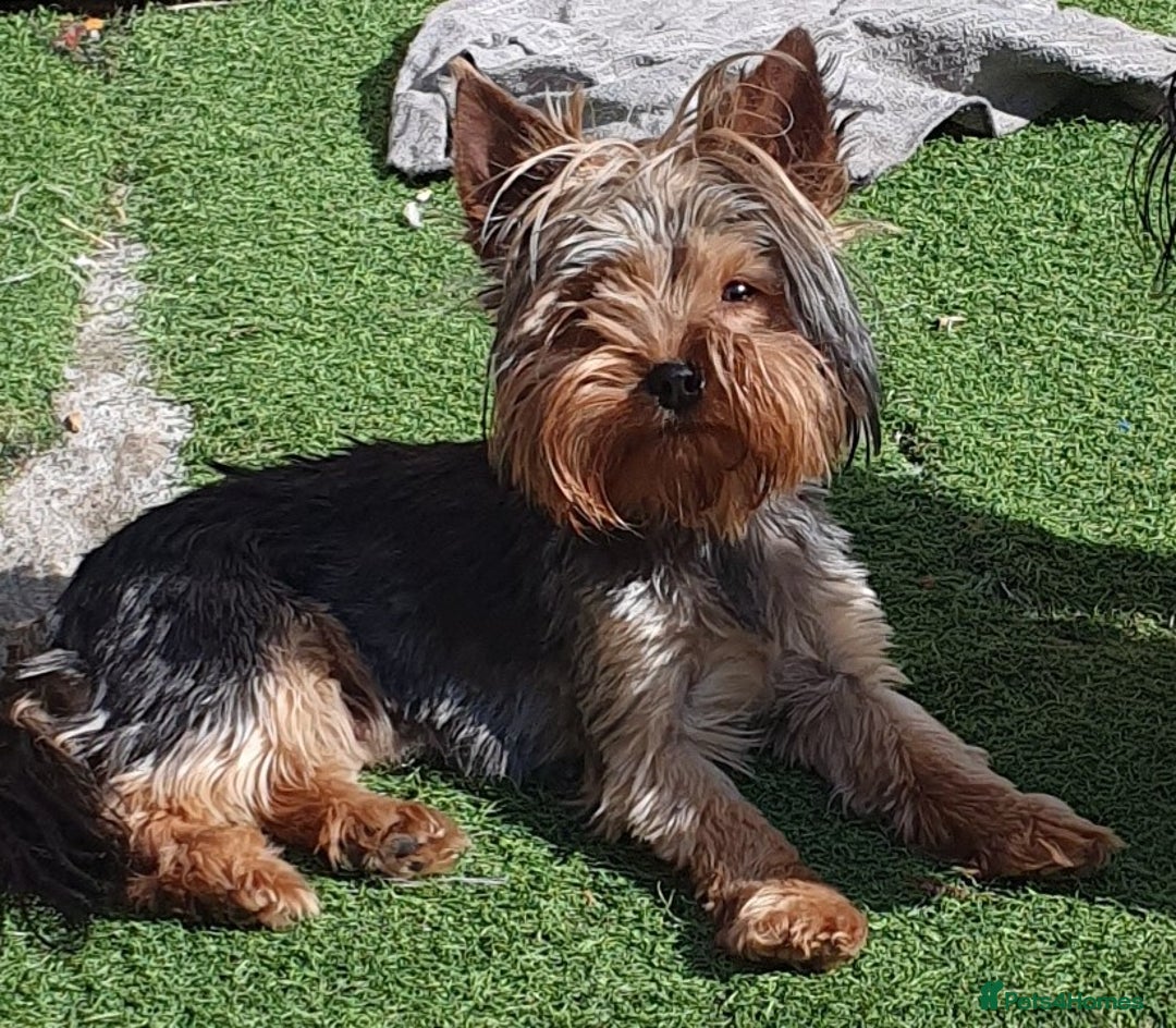 Yorkshire Terrier dogs for sale: Yorkshire terrier puppies 2 girls  - Advert 16
