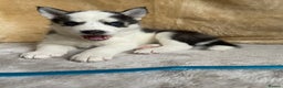 Siberian Husky dogs for sale: Siberian Husky Puppies  - Advert 3