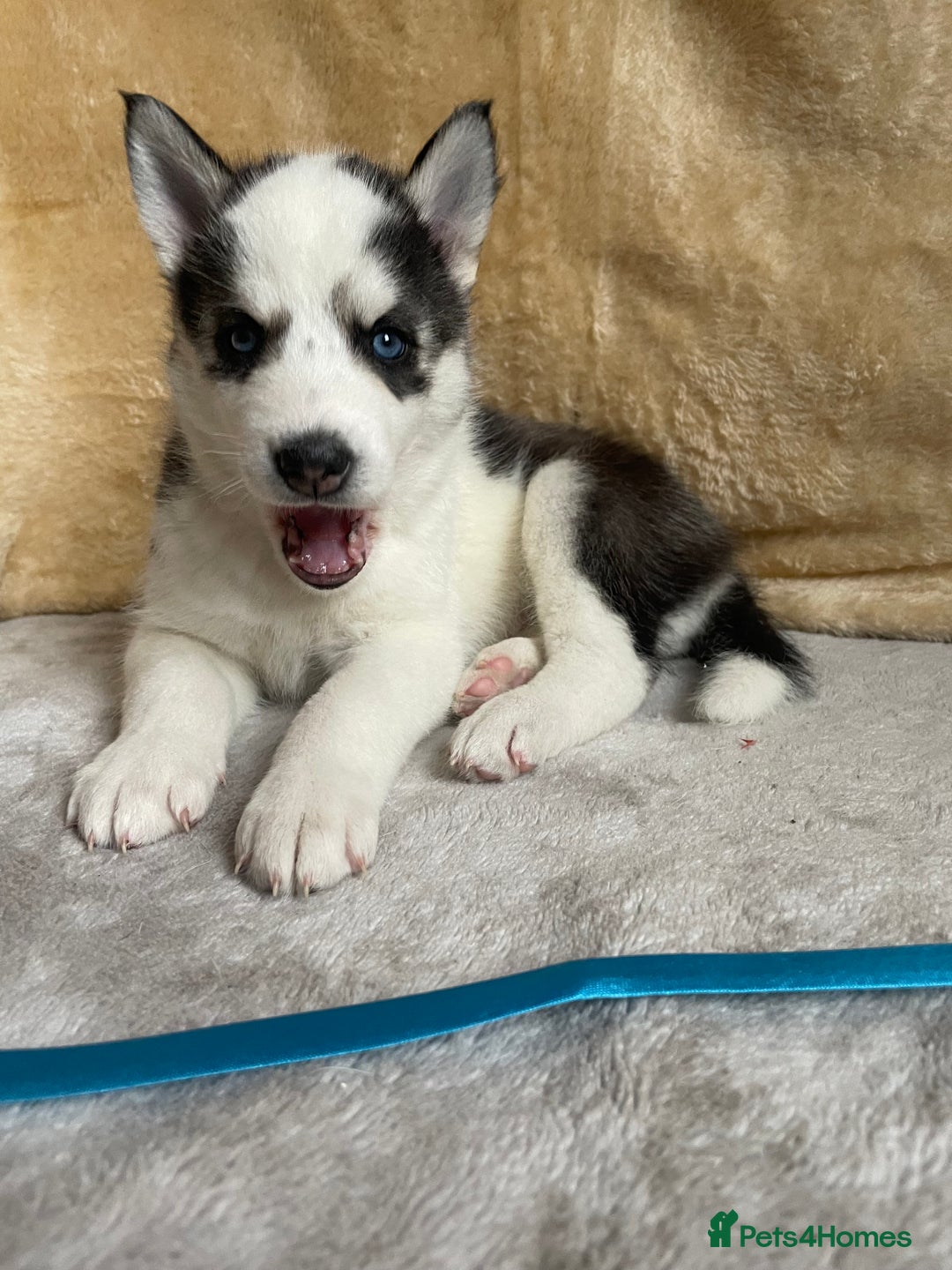 Siberian Husky dogs for sale: Siberian Husky Puppies  - Advert 3