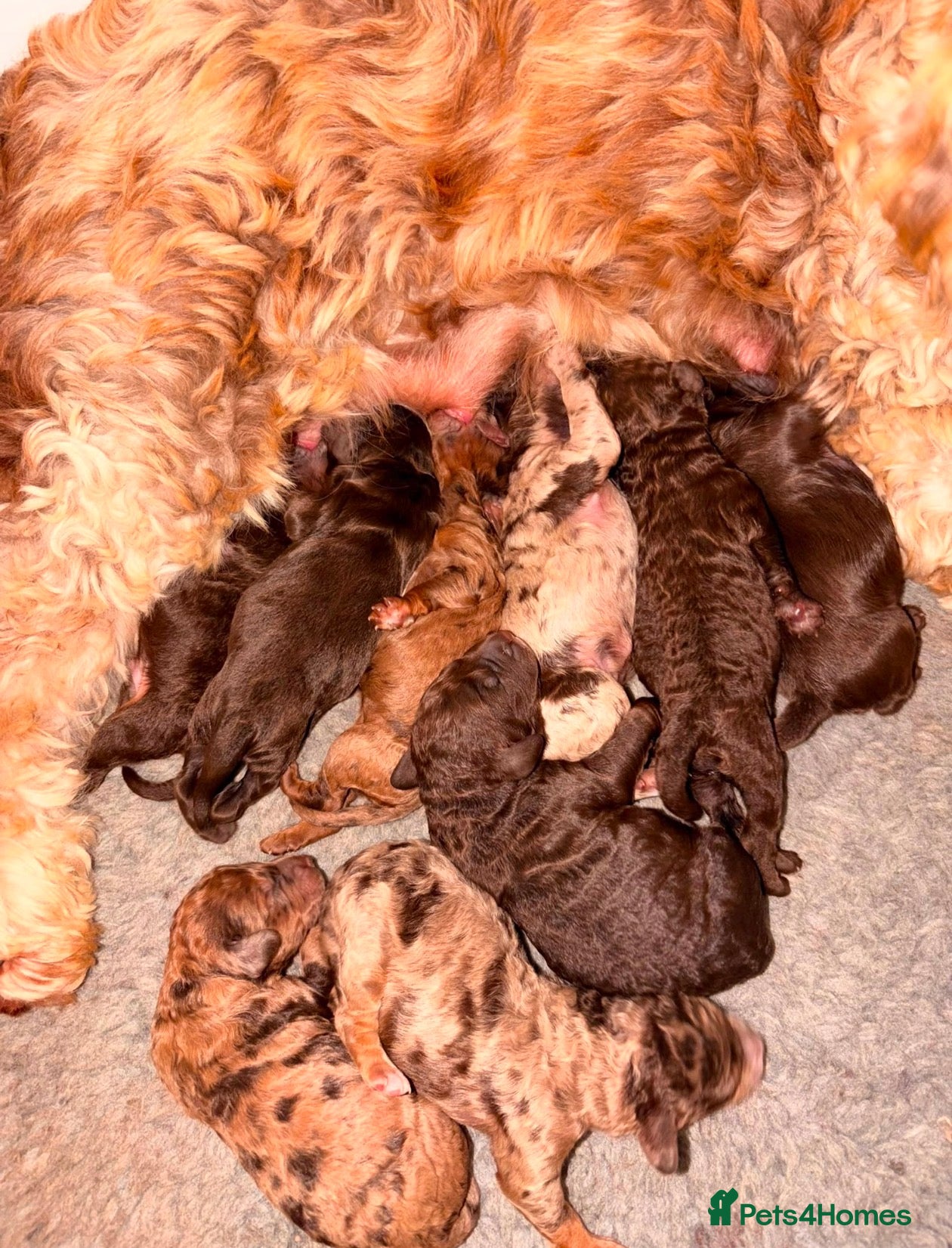 Labradoodle dogs ** RARE CHOC-PHANTOM MERLE/PARTI F1B LABRADOODLES - Advert 2