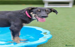 Mixed Breed dogs for adoption: Sweet Stella - reserved - Advert 5