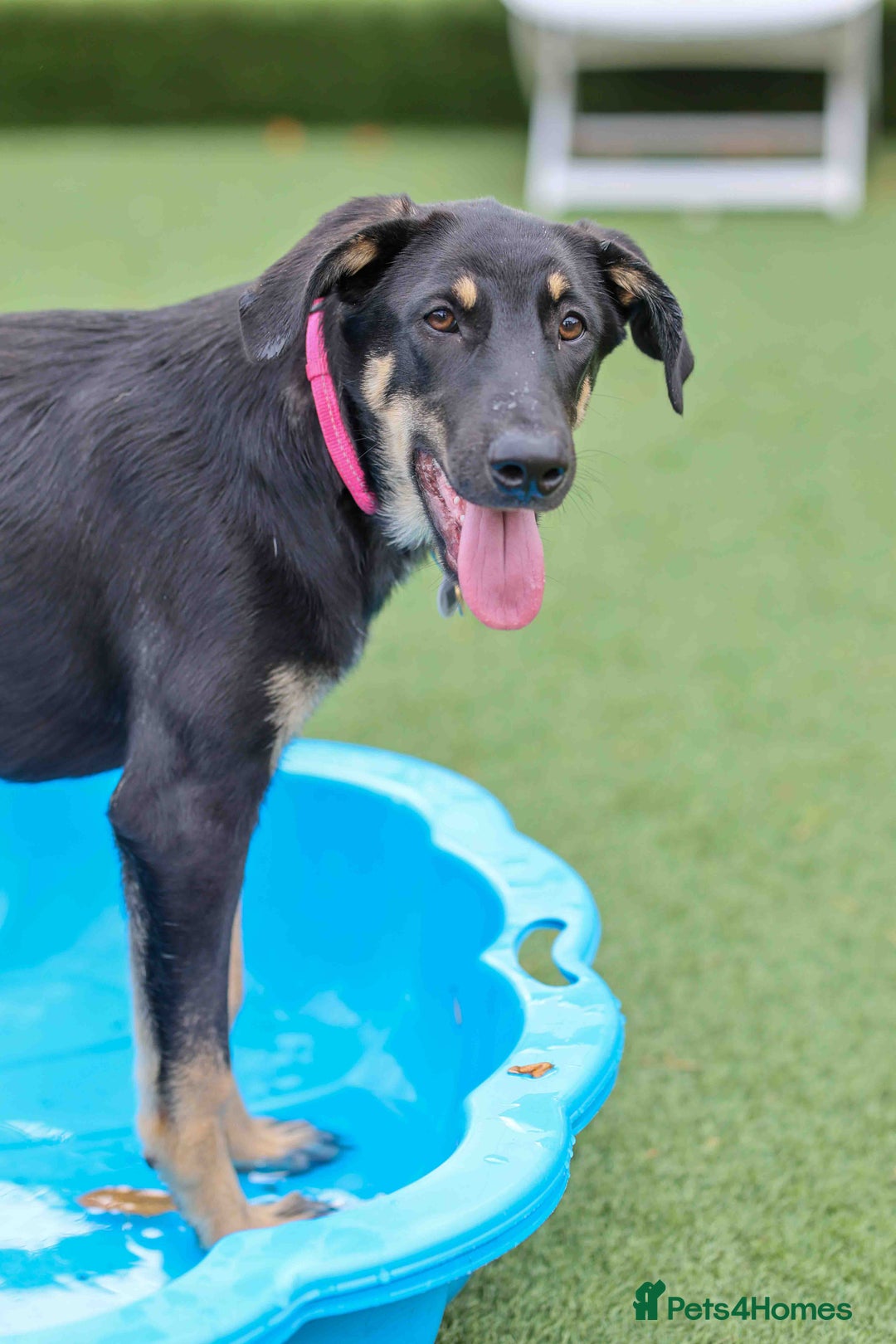 Mixed Breed dogs for adoption: Sweet Stella - reserved - Advert 5