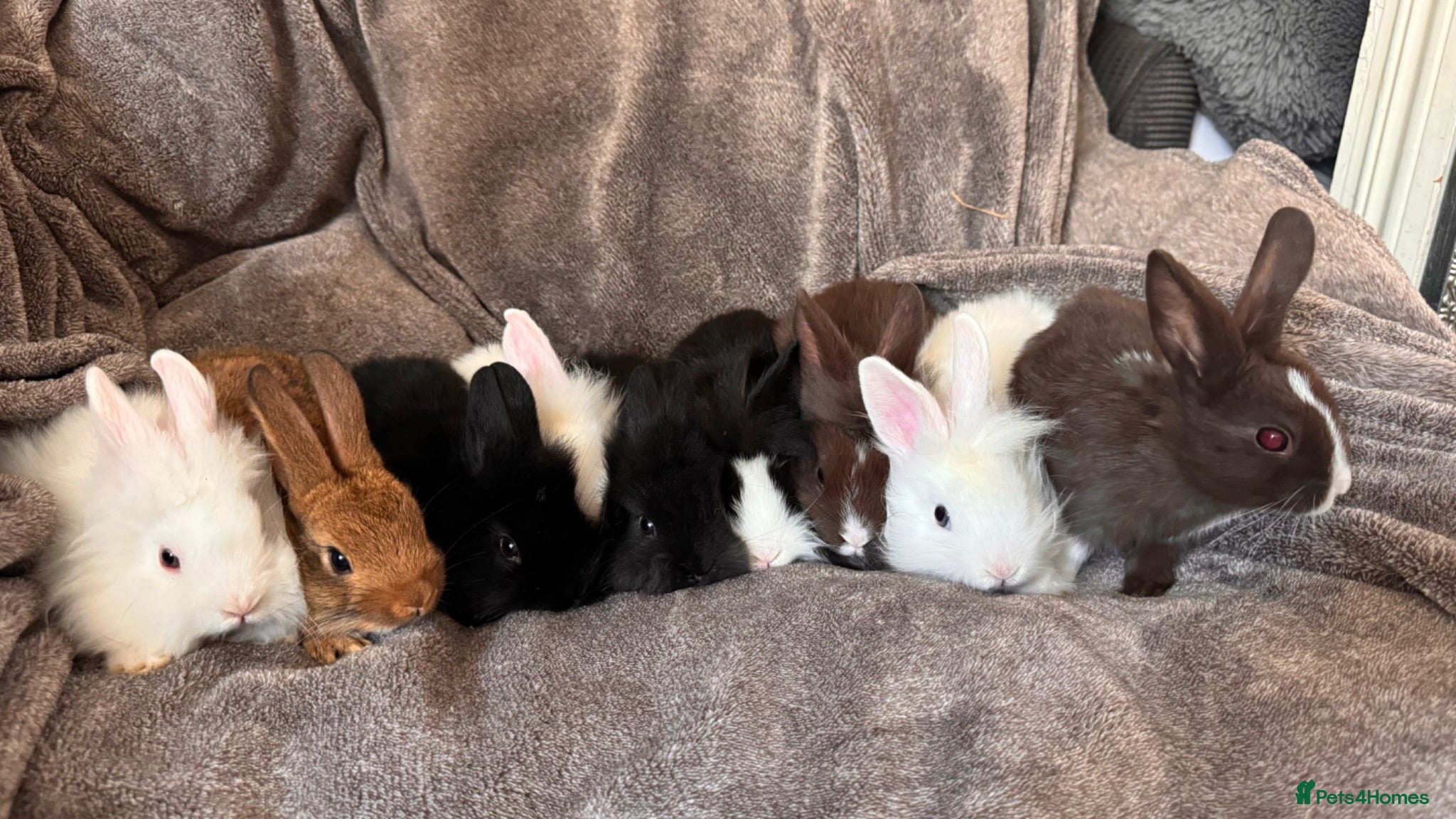 Mixed Breed rabbits     Fluffy Lionhead & Netherland Dwarf Mix Bunnies - Advert 1