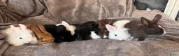 Mixed Breed rabbits for sale:     Fluffy Lionhead & Netherland Dwarf Mix Bunnies - Advert 4