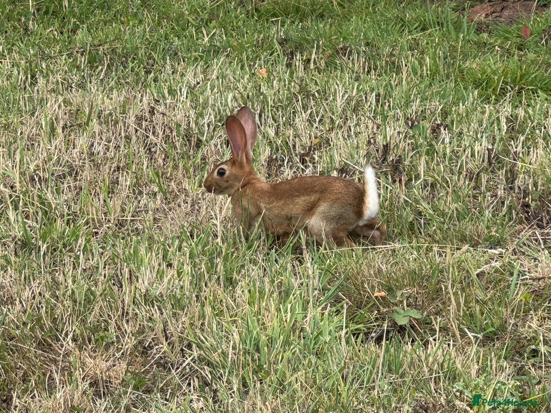 Belgian Hares rabbits for sale: Belgian hares  - Image 9