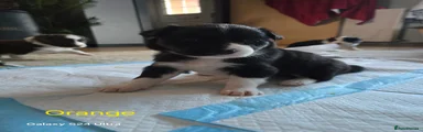 Border Collie 4