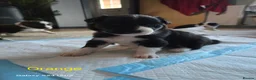 Border Collie dogs for sale: BORDER COLLIE PUPPIES – BEAUTIFUL LITTER OF 9  in Wishaw - Advert 3