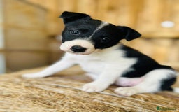 Border Collie dogs for sale: Border collie puppies.  - Image 1