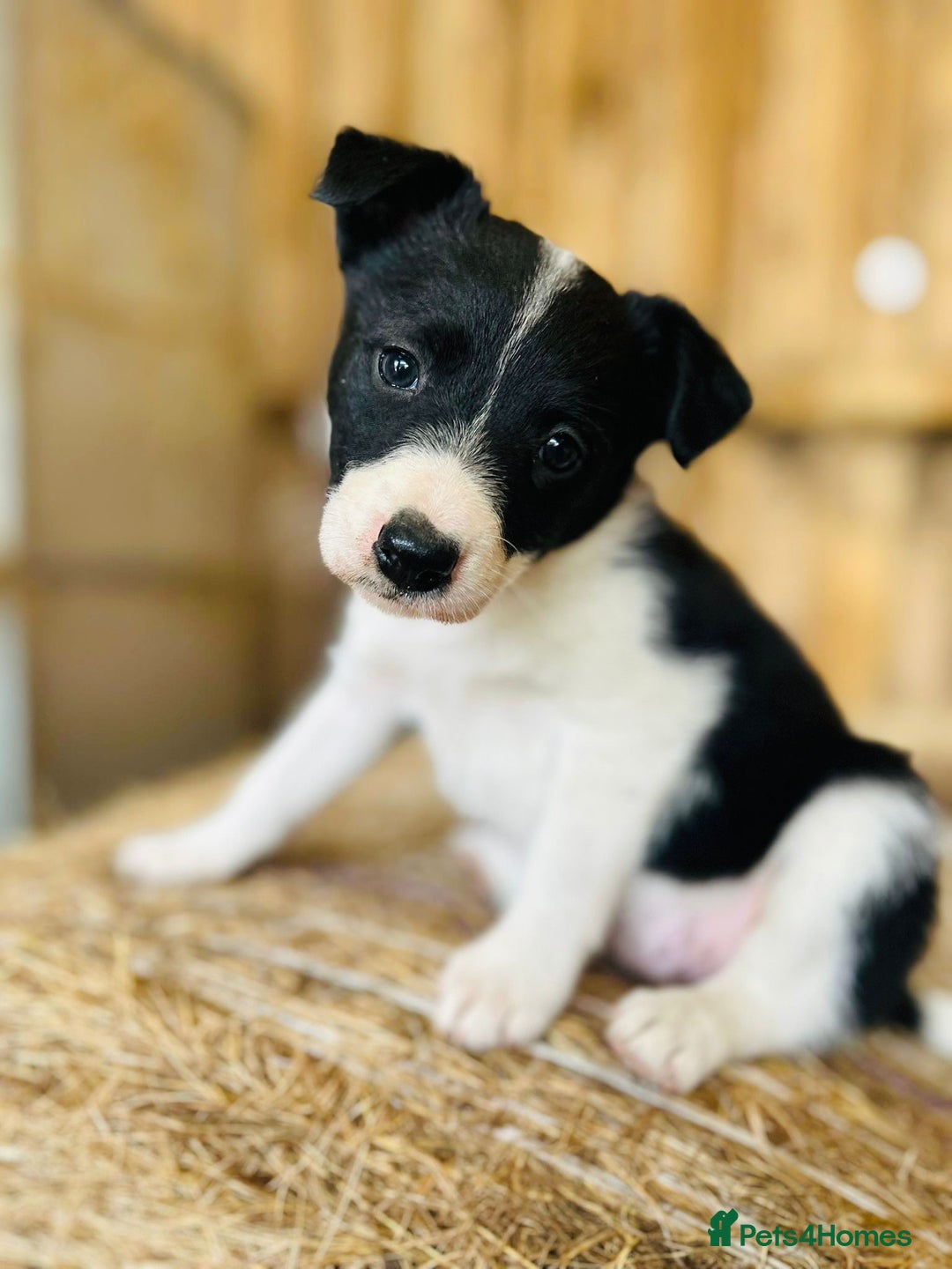 Border Collie dogs for sale: Border collie puppies.  - Image 1