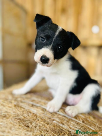 Border Collie dogs - Advert 15