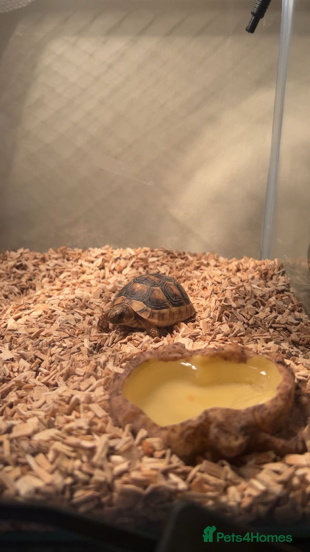 Tortoise reptiles for sale: baby Marginated tortoise for sale  - Advert 2