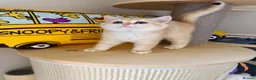 British Shorthair cats for sale: Adorable Golden British Short/longhair Kittens - Advert 11