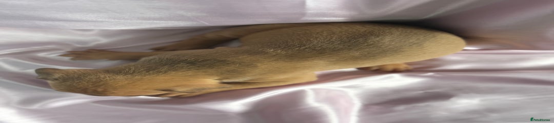 Mixed Breed Puppy 10