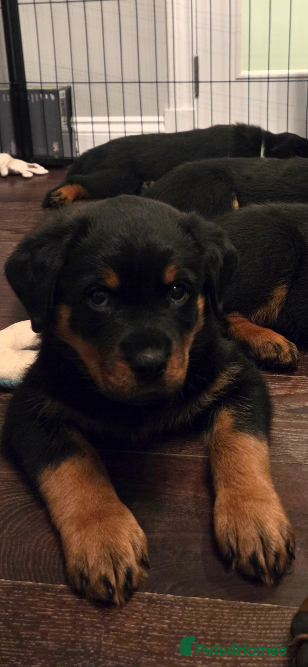 Rottweiler dogs for sale: ***Ready Now*** KC Registered Rottweiler Puppies - Advert 2