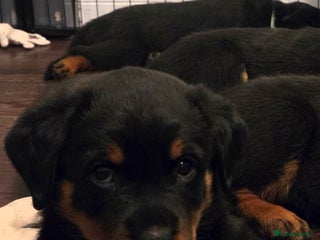 Rottweiler dogs ***Gorgeous KC Registered Rottweiler Puppies*** - Advert 18