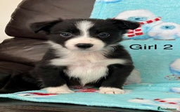 Border Collie dogs for sale: PEDIGREE ISDS & KC BORDER COLLIE PUPS - Image 4