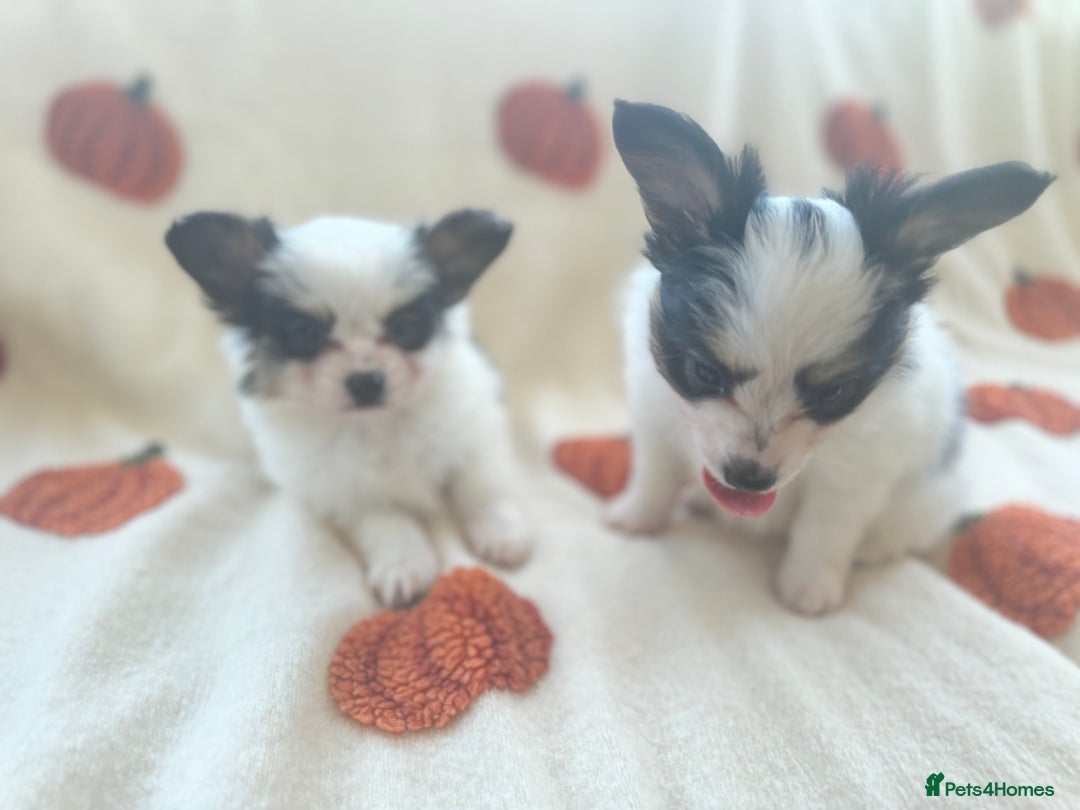 Papillon dogs for sale: 2 Beautiful Pedigree Female Papillons  - Image 8