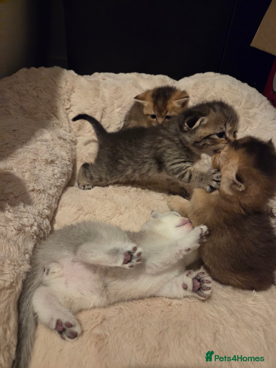 Scottish Fold cats for sale: Scottish folds - Image 6