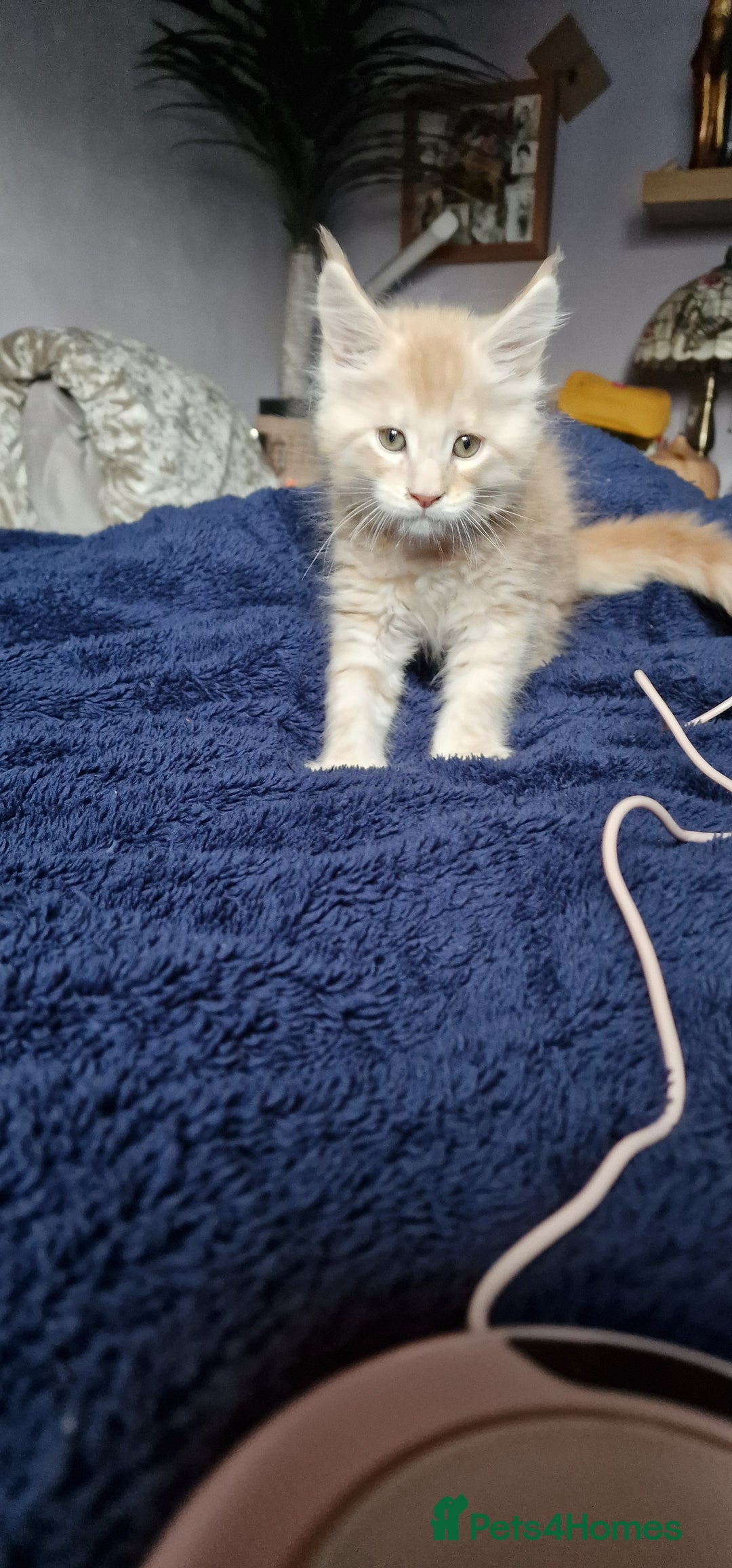 Maine Coon cats for sale: Maine Coon Kittens Looking for Loving Homes - Advert 17