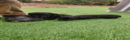 Sprocker dogs for sale: Working Sprocker pups  in Bishop Auckland - Advert 5