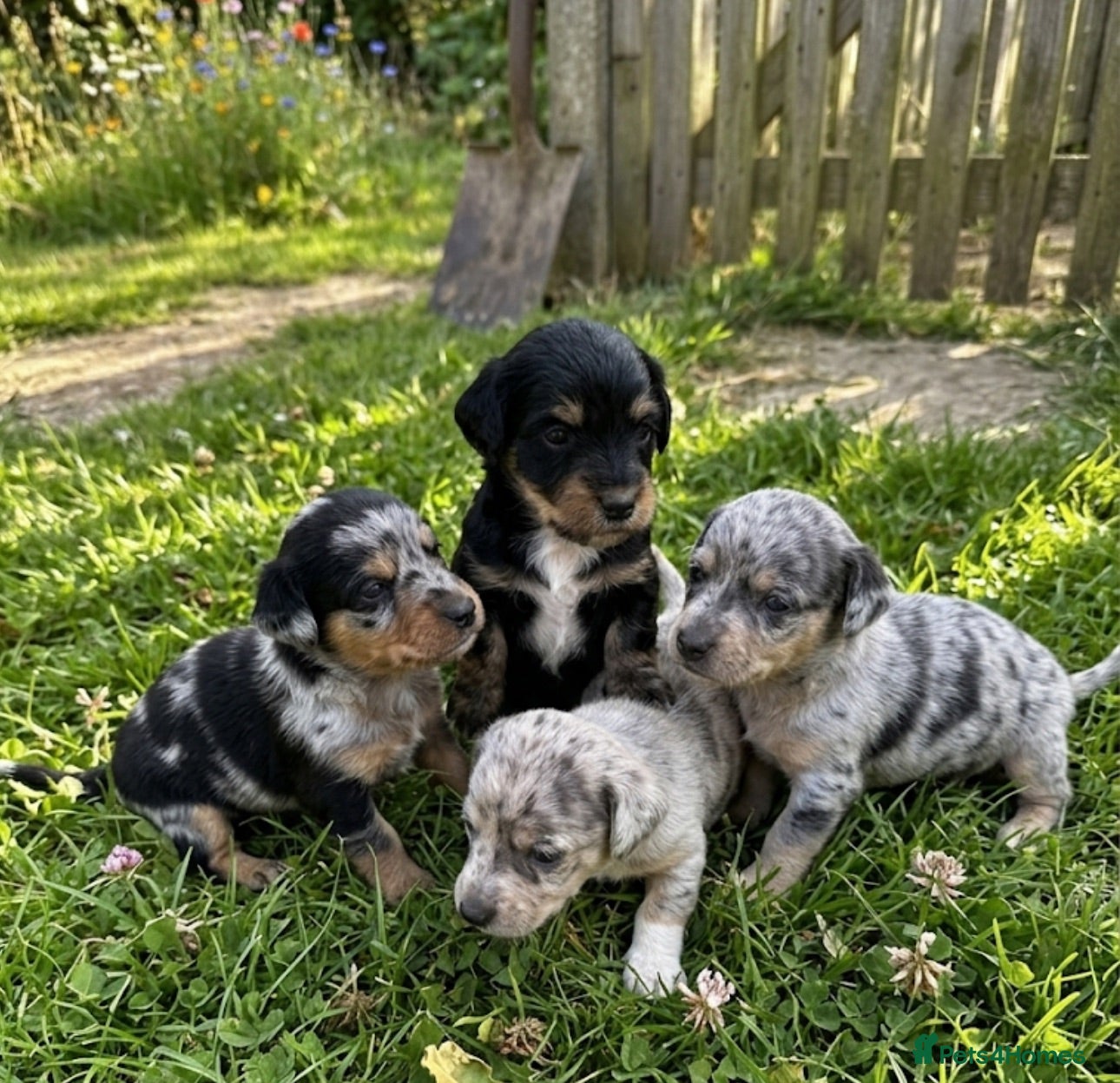 Dachshund dogs Jackshund puppies looking for a place to call home - Advert 1