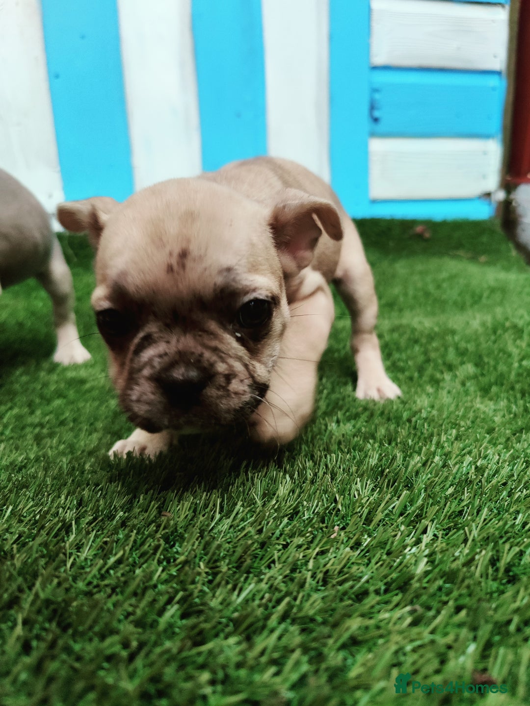 French Bulldog dogs for sale: French bulldog puppies  - Image 11