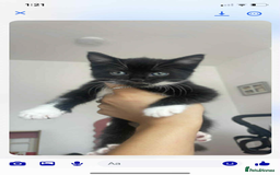 Bombay cats for sale: Black and white female kitten  - Image 1