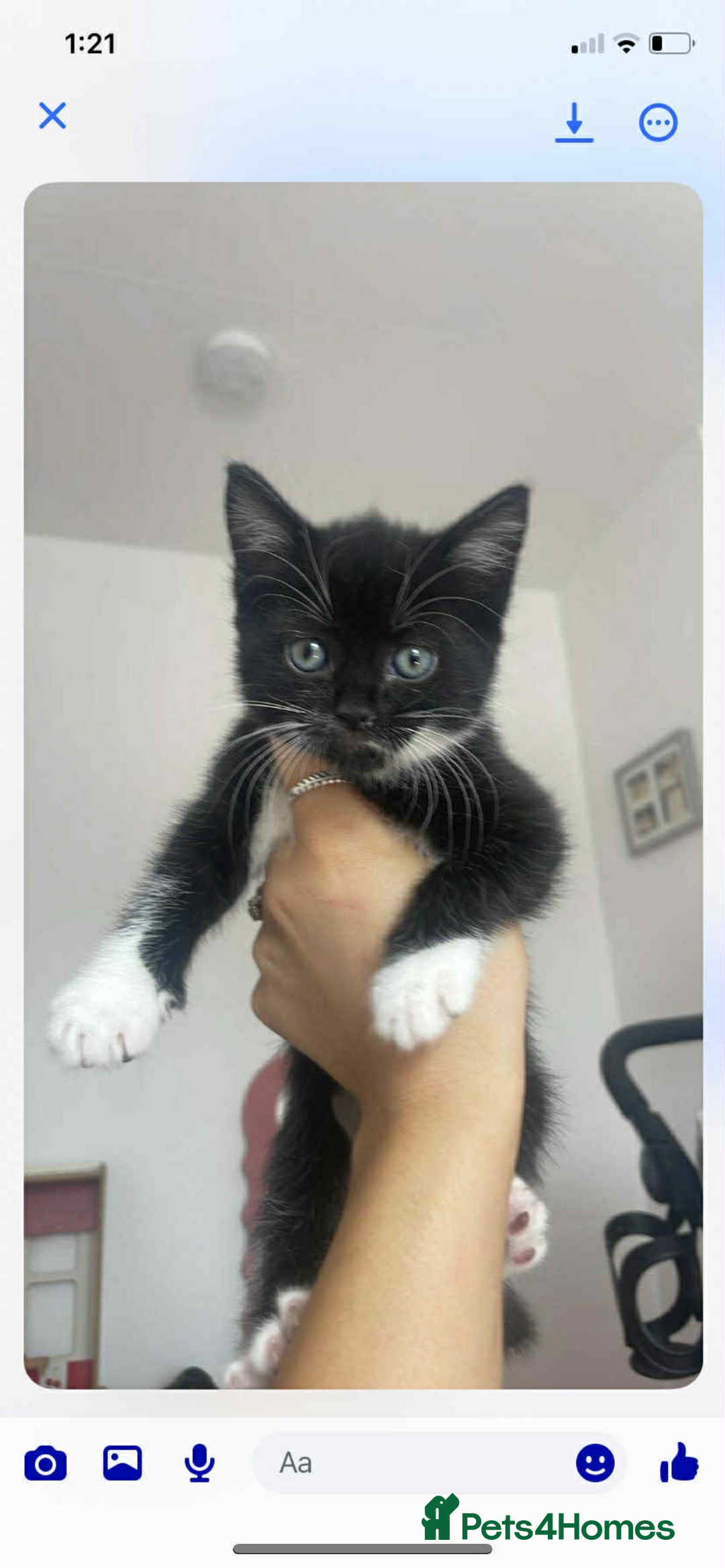 Bombay cats for sale: Black and white female kitten  - Image 1