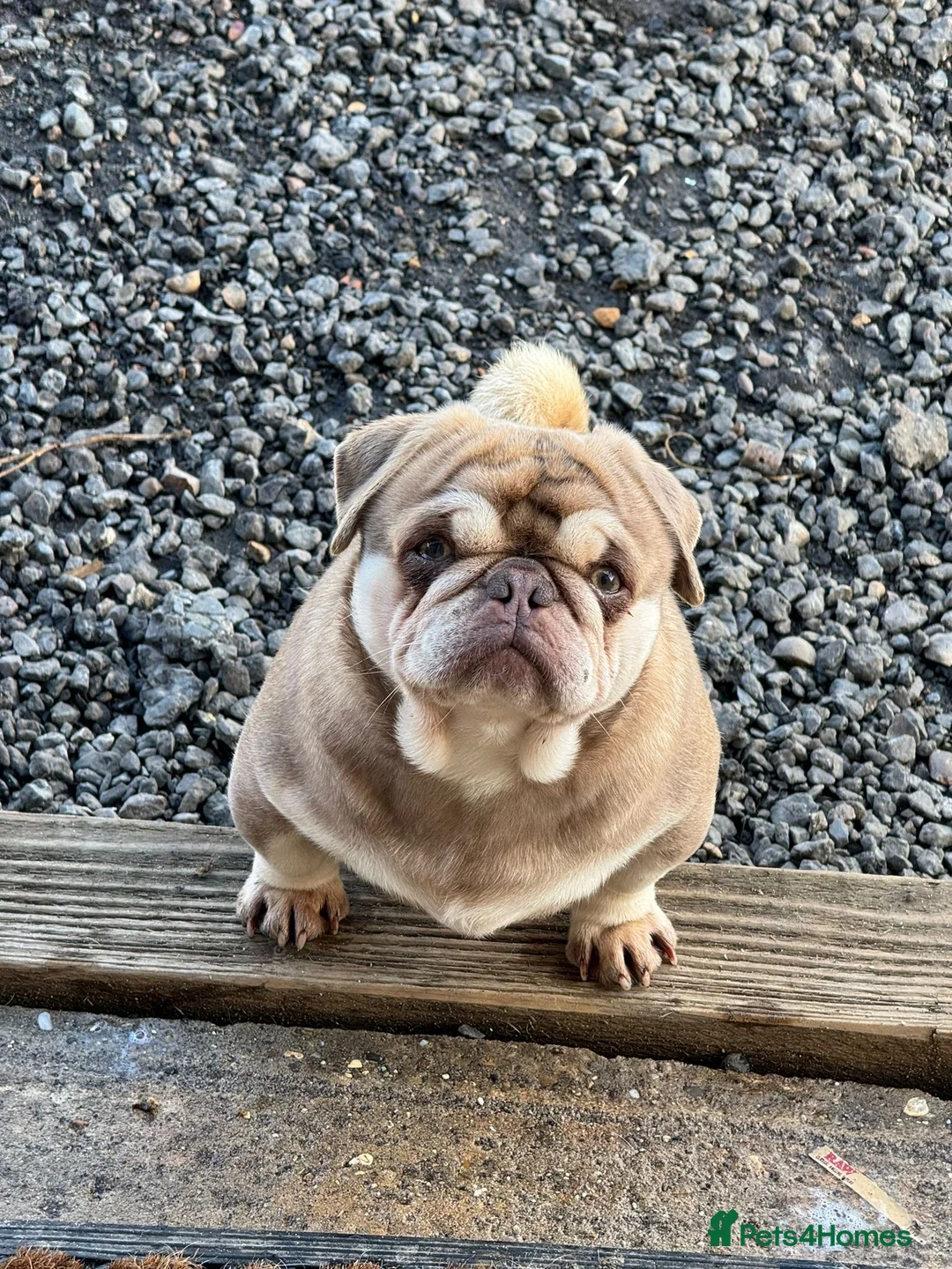 Pug dogs for stud: Pug stud! Lilac and tan - Advert 2