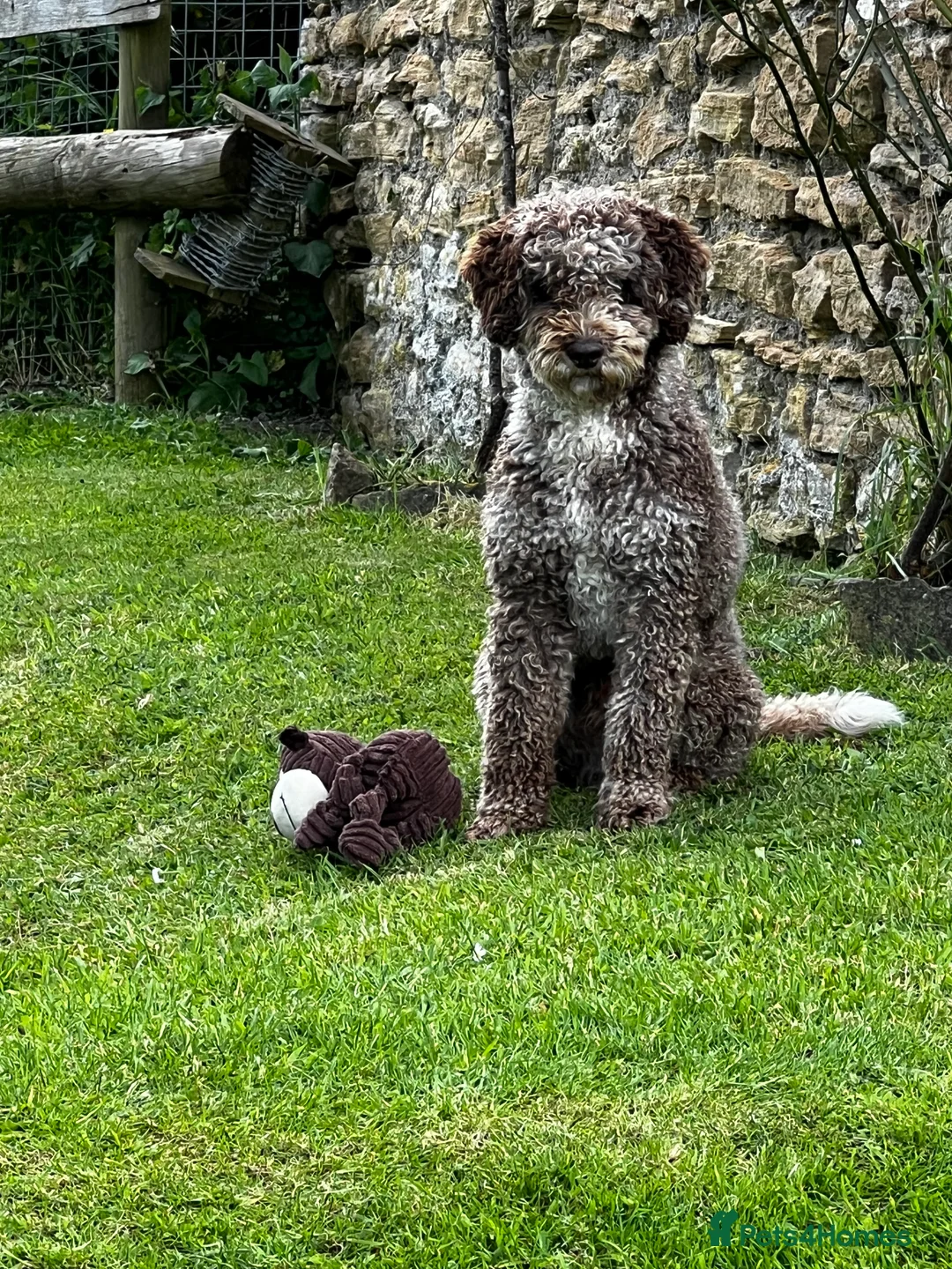 Miniature Poodle dogs for stud: Chocolate Merle Miniature Poodle Fully DNA Tested in Radstock - Advert 19