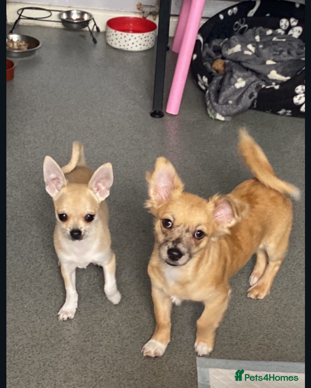 Chihuahua dogs for sale: Two male chihuahuas  - Advert 9