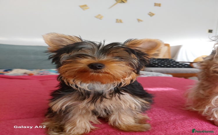 Yorkshire Terrier dogs in Wellingborough - Advert 2