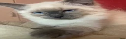 Ragdoll cats for sale: 2 Ragdoll brothers - Advert 15