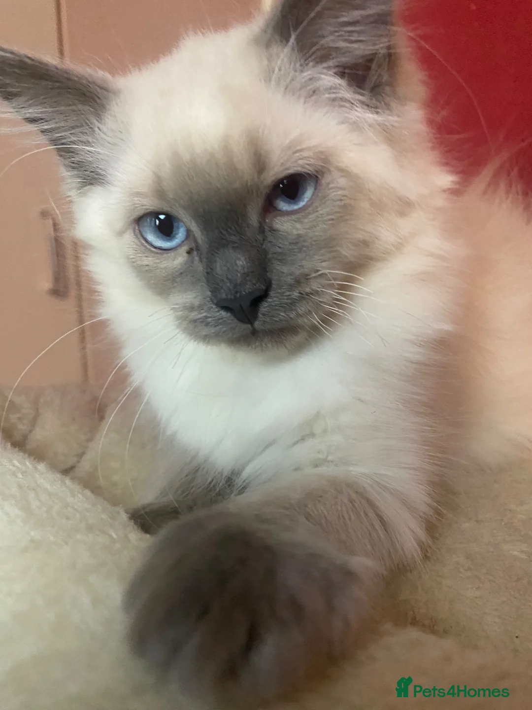 Ragdoll cats for sale: 2 Ragdoll brothers - Advert 15